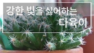 강한 빛을 싫어하는 다육이 succulent 170화 #해맑은TV