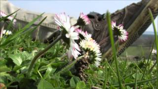 Kings Dead ft Sebastian Mikael - The Reunion