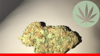 Cotton Candy - All About This Strain