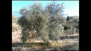 preview picture of video 'Oli d'oliva verge extra Cooperativa El soleràs ( aceite oliva virgen extra El Soleras)'