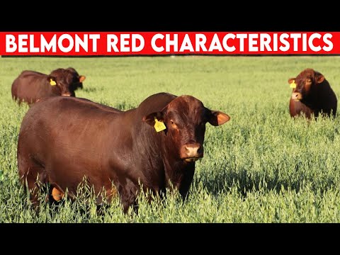 , title : '⭕ Belmont Red CHARACTERISTICS ✅  Cattle Red Poll'