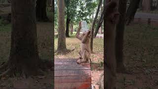 Download lagu The monkey drinks coffee mp3