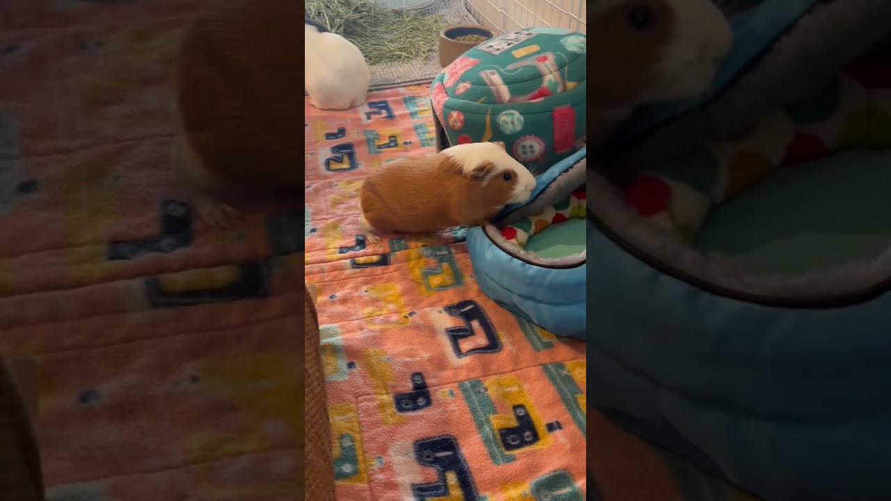 Enlarge Sarsaparilla (bonded to Pedro), a Adoptable mixed breed in Hamilton, ON video 5/5