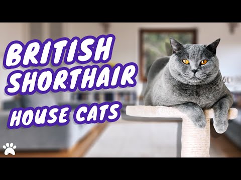 Tips On Keeping Your British Shorthair Cat Active