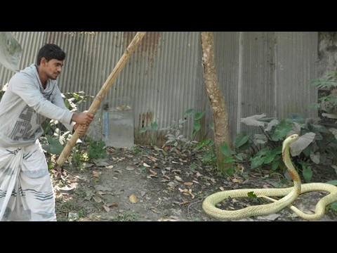 Wow! Brave man Catch Big Snake With Bare Hand - How to Catch Big Snake in Bangladesh