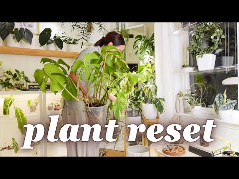 clean with me 🌿 plant space reset, watering & semi-hydro care