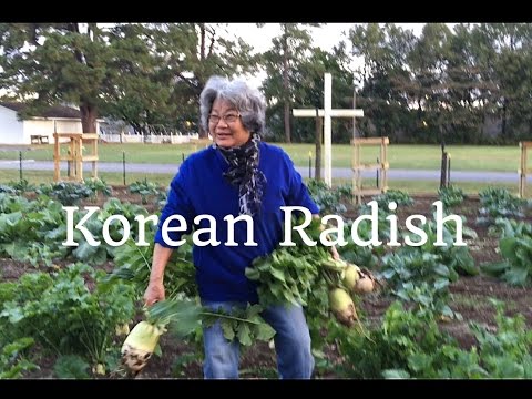 download lagu mp3 mp4 Korean Radish Where To Buy, download lagu Korean Radish Where To Buy gratis, unduh video klip Korean Radish Where To Buy