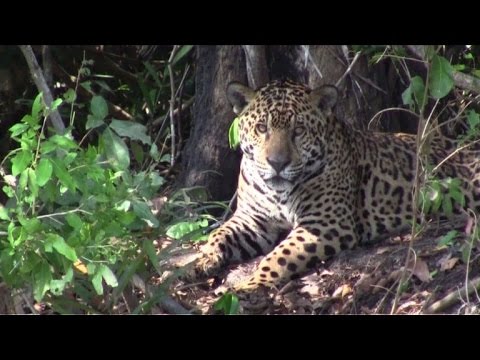 Naturparadies Pantanal - wo der Jaguar zuhause ist