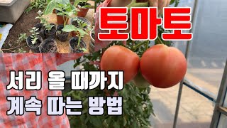 토마토 (서리올 때 까지) 주구장창 따는 방법 토마토곁순재배