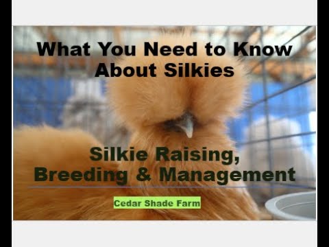 , title : 'Raising & Breeding Silkies | What You Need to Know'