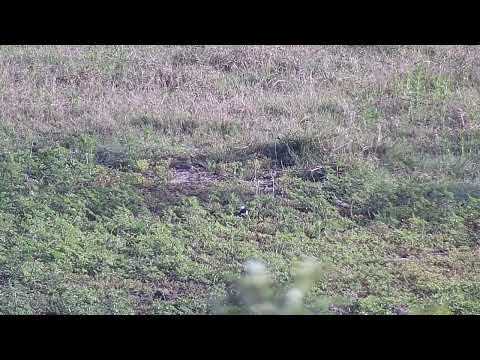 Djuma: Blacksmith Lapwing sitting on her nest - 07:04 - 11/04/2023