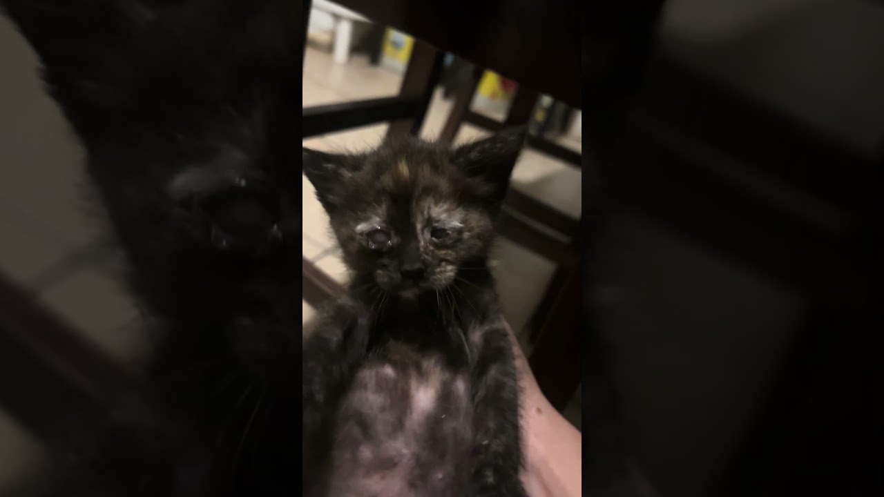 These 5 Newborn Kittens video