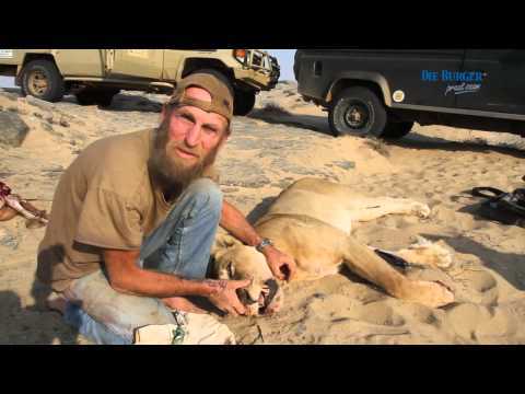 Die oudste leeu in Afrika?