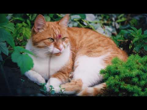 The most beautiful Cat in the world | Hamdan Animal World