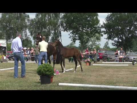 Fohlenschau 2022 - 02 Stutfohlen v. Vivaldon