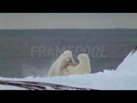 Polar Bear fight!