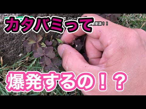 芝生や庭でカタバミと戦うにはどうすればよいですか？有機栽培についての誠実な答え!  庭園