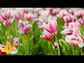 Gentle Blooming of Spring Flowers in 4K - Deep Relaxation to Spring Nature Colors & Sounds - Part #2