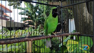 Download lagu Cucak ijo Gacor Ngentrok Jambul Nembak isian mp3