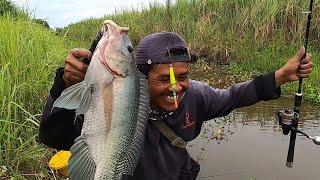 Download lagu Cari sampai dapat..!!! Sarang NILA BABON di pedalaman hutan rawa mp3 Download lagu Cari sampai dapat..!!! Sarang NILA BABON di pedalaman hutan rawa mp3