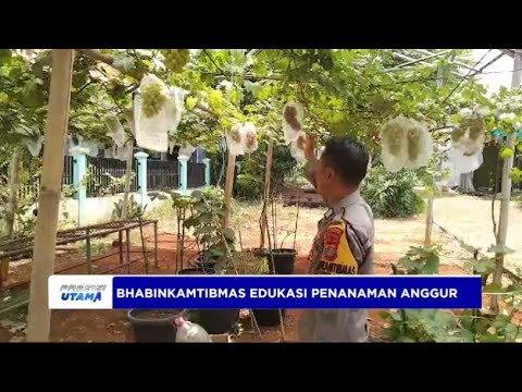 BHABINKAMTIBMAS EDUKASI PENANAMAN ANGGUR