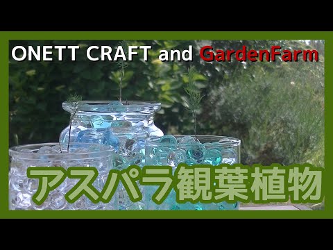 鎌状アスパラガス 植物