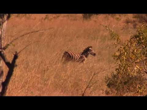 Double D Production and Mokore Safaris - Sengwa Zimbabwe