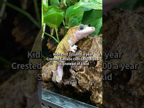 Caring for kids: hard. Caring for crested geckos: easy! The choice is obvious! 🦎