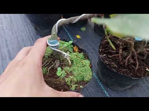 Mai cúc tây thi 300k bao ship 0867156980