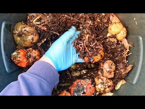 Rotten tomatoes in outdoor systems after 1 week - worm farm vermicomposting