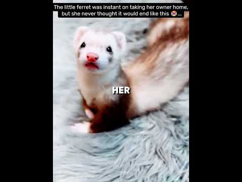 The Ferret was Pulling her Owner Inside her Home to Show her it's Children🦦😭(@FerretTubeTV) #shorts