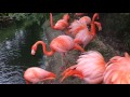 Some Flamingos Fighting