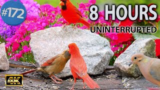 Relaxing TV for Cats 😻Uninterrupted 8 Hours of Birds 🐦 and Squirrels 🐿No ADs Interrupting Cat TV