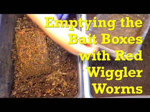 Red wiggler reunion w 4 bins fed & haul-out of 2 bait boxes - vermicompost