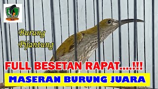 Download lagu Pijantung Gunung Full Besetan Rapat untuk Masteran Burung Murai Batu mp3 Download lagu Pijantung Gunung Full Besetan Rapat untuk Masteran Burung Murai Batu mp3