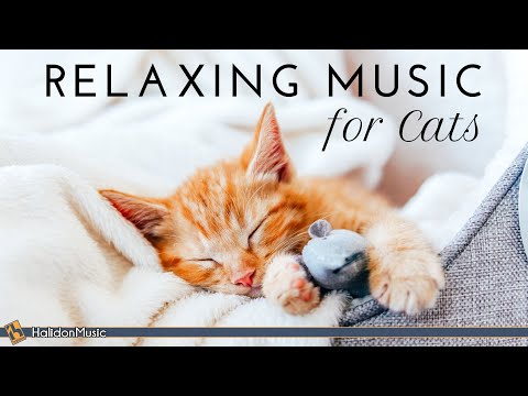 Relaxing Classical Music for Cats