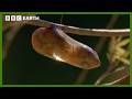 Chameleon Gives Birth To Live Babies In The Branches Life In Cold Blood BBC Earth