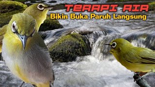 Download lagu PLECI THERAPY AND THE SOUND OF WATER 🔅 Makes Pleci open its beak and relax mp3