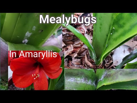 How to Get Rid of Mealybugs in Amaryllis