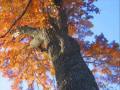 Jo Stafford - Autumn Leaves 