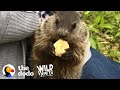 Wild Groundhog Won't Let Woman Go Home Without Her | The Dodo Wild Hearts