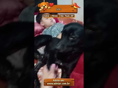 Vídeo de balu