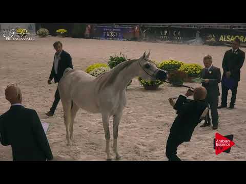 N.31 MY WHOS THAT GIRL - Gran Prix Fieracavalli 2017 - 4 Years Old and Older Mares (Class G)