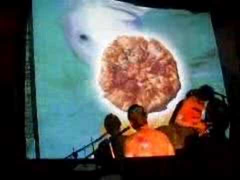 Video Hippos - Sick Dolphin