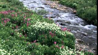 LIGHT AT THE RIVER BY HEADED HOME BANJO PLAYED BY STACEY