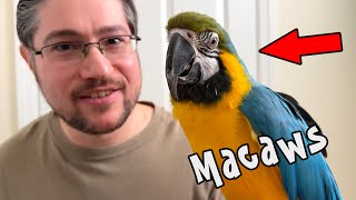 Biggest Difference Between Macaws and Other Parrots
