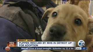 Michigan Humane Society puppies need home for Christmas