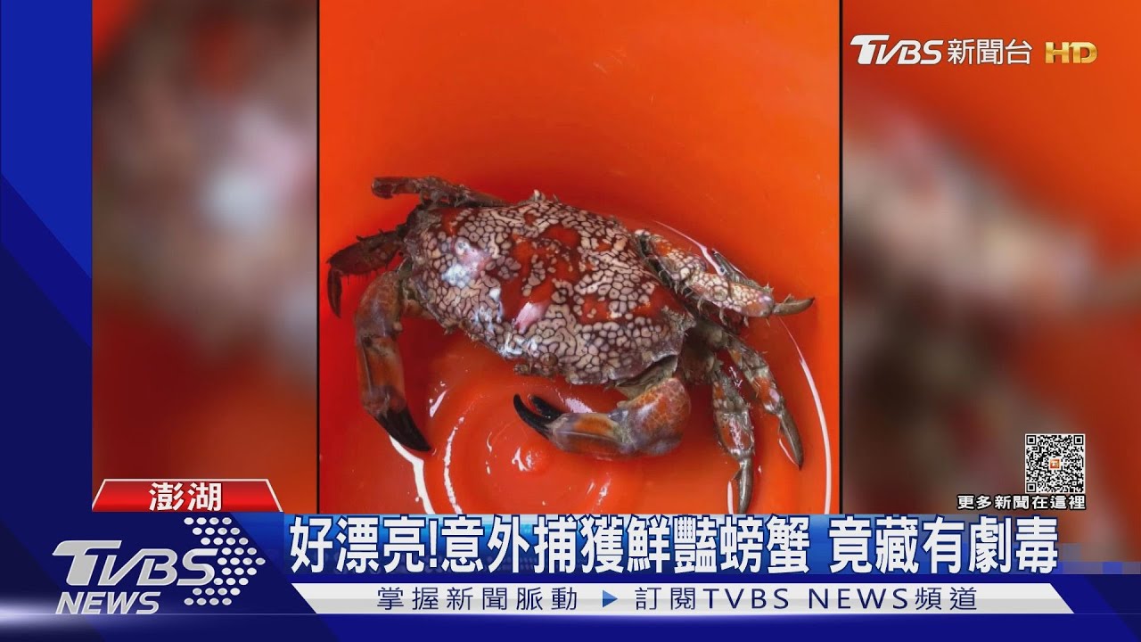 好漂亮!意外捕獲鮮豔螃蟹 竟藏有劇毒