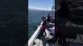 ランディング間近でも大暴れする魚🐟