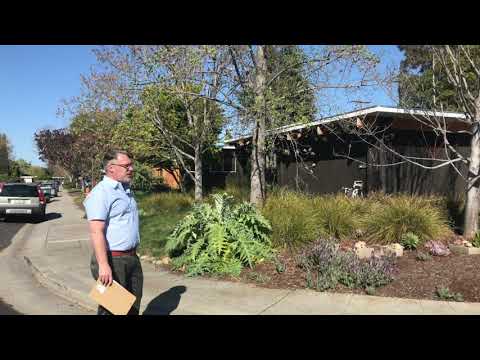 Tulip Tree (Liriodendron tulipifera)